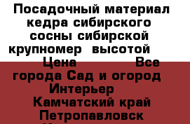 Посадочный материал кедра сибирского (сосны сибирской) крупномер, высотой 3-3.5  › Цена ­ 19 800 - Все города Сад и огород » Интерьер   . Камчатский край,Петропавловск-Камчатский г.